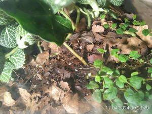 IMG_20240417_002329.jpg (3.68 MiB) 2245 mal betrachtet Seht ihr noch Spuren einer Heuschrecke?