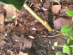 IMG_20240417_002336.jpg (2.54 MiB) 2245 mal betrachtet Oder eine Ameise?