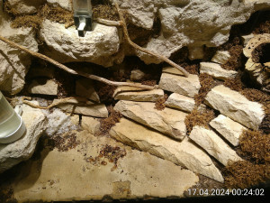 IMG_20240417_002402.jpg (4.16 MiB) 2245 mal betrachtet Wie viele Nicos seht ihr?