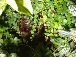 IMG_20240417_002602.jpg (2.57 MiB) 2245 mal betrachtet Mal näher ran gehen.