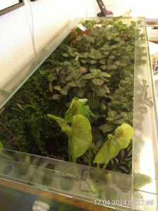 IMG_20240417_002748.jpg (2.87 MiB) 2245 mal betrachtet Dschungel bei Nacht