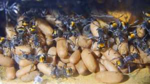 Polyrhachis  vermiculosa Brut-1.jpg