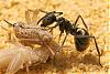 Polyrhachis dives -Jungkolonie-Herbst2007-Bild012-(800)+C.jpg