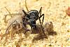 Polyrhachis dives -Jungkolonie-Herbst2007-Bild013-(800)+C.jpg