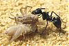 Polyrhachis dives -Jungkolonie-Herbst2007-Bild015-(800)+C.jpg