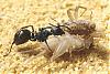 Polyrhachis dives -Jungkolonie-Herbst2007-Bild017-(800)+C.jpg