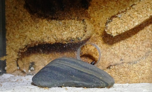 20240524_143607.jpg (1.15 MiB) 2298 mal betrachtet Nestzerstörer