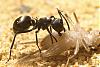 Polyrhachis dives -Jungkolonie-Herbst2007-Bild021-(800)+C.jpg