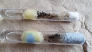 20240528_145600.jpg (2.66 MiB) 1863 mal betrachtet Erhaltene Kolonien