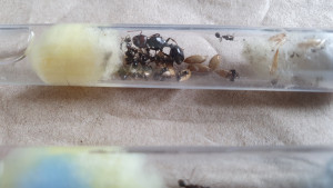 20240528_145610.jpg (1.66 MiB) 1863 mal betrachtet Messor barbarus