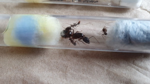 20240528_145629.jpg (2.07 MiB) 1839 mal betrachtet Unbekannte Art