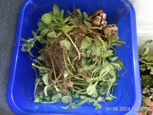 IMG_20240601_190614.jpg (2.9 MiB) 2212 mal betrachtet die schlechten ins Kröpfchen