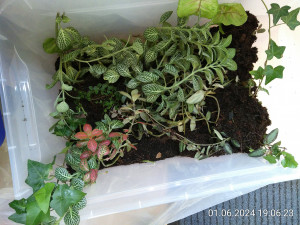 IMG_20240601_190623.jpg (3.57 MiB) 2221 mal betrachtet Die guten ins Töpfchen...