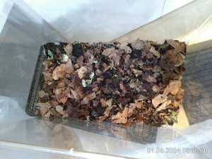 IMG_20240601_190630.jpg (3.19 MiB) 2213 mal betrachtet Asselarium