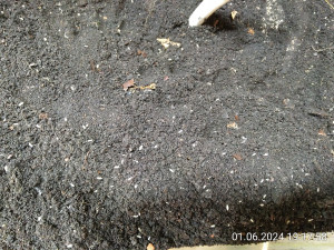 IMG_20240601_191758.jpg (4.65 MiB) 2213 mal betrachtet Fast alle weißen Punkte sind Asseln.