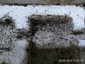 IMG_20240602_174120.jpg (2.92 MiB) 2212 mal betrachtet Da sitzen sie mal wieder.