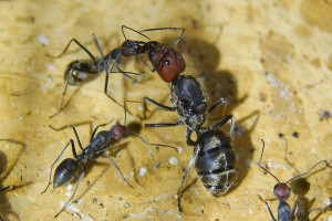 Camponotus singularis Jungköniginnen Fütterung.jpg