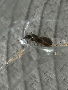 Lasius brunneus.jpeg