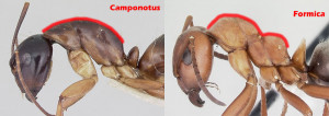 camponotus_vs_formica.jpg