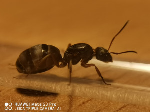 Frisch Gefangen unter einer Lampe fotografiert ohne Blitz