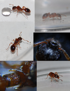 2024_08_06_Ameise_Myrmica_rubra.png