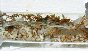 Oecophylla smaragdina im Reagenzglas_1.jpg