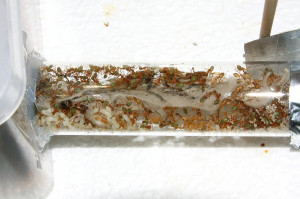 Oecophylla smaragdina im Reagenzglas_3.jpg