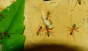 Oecophylla smaragdina erbeuten Mehlkäferpuppe.jpg