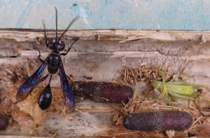 I. mexicana im geöffneten Nest, mit Puppen und Heuschrecke