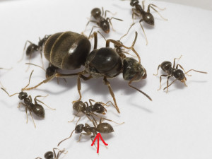 =Lasius.jpg