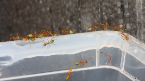 Oecophylla smaragdina erkunden neue Freiheit.jpg