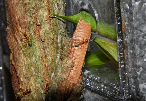 Oecophylla smaragdina Erkundung neuer Nestblock.jpg