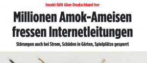 bild_ameisen.JPG