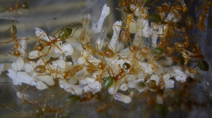 Oecophylla smaragdina Brut4.jpg