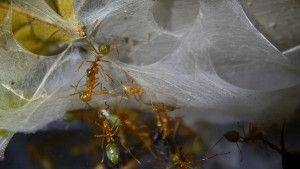 Oecophylla smaragdina Einrichtung.jpg