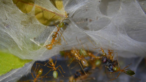 Oecophylla smaragdina Einrichtung1.jpg