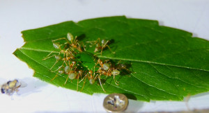 Oecophylla smaragdina trincken Zuckerwasser.jpg