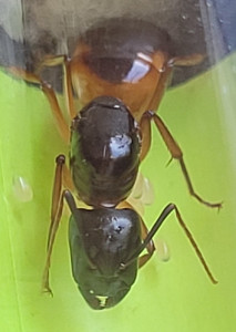 Camponotus.jpg