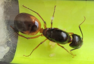 camponotus2.jpg