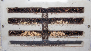 Camponotus nicobarensis Kolonie in einem Nest aus Beton. Müsste glaub ich 30 cm x 20 cm gewesen sein, aber bin nicht sicher