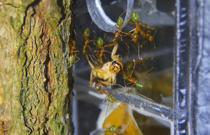 Oecophylla smaragdina Heimchentransport .jpg