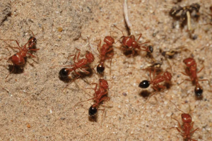 P. californicus bicolor.png