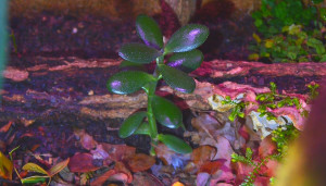 Crassula Ovata.jpg