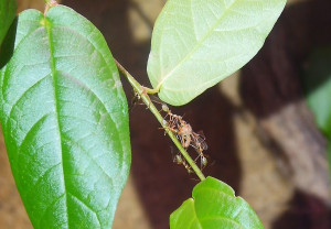 Oecophylla smaragdina Futtertransport 1.jpg