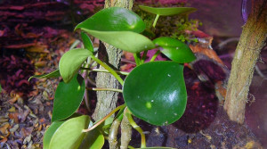 Peperomia polybotrya.jpg