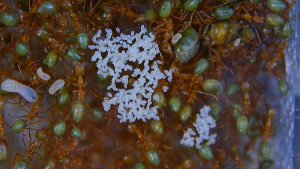 Oecophylla smaragdina Königin mit Eiern.jpg