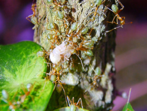 Oecophylla smaragdina transportieren eine Mehlkäferlarve