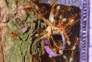 Oecophylla smaragdina transportieren ein Heimchen