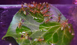 Oecophylla smaragdina trinken Zuckerwasser.jpg