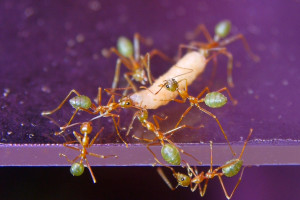 Oecophylla smaragdina untersuchen eine Fliegenlarve